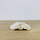 Natural White Fungia Coral