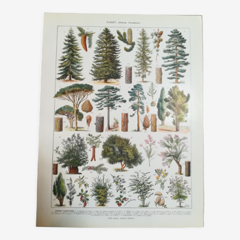 Lithograph on trees from 1928 "spruce"