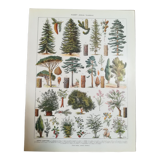 Lithographie sur les arbres de 1928 "épicéa"