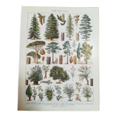 Lithographie sur les arbres de 1928 "épicéa"