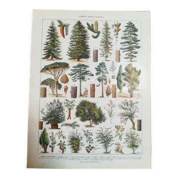 Lithographie sur les arbres de 1928 "épicéa"