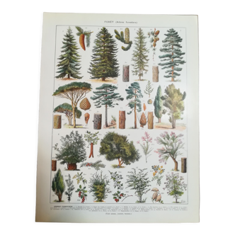 Lithograph on trees from 1928 "spruce"
