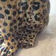 Enamelled terracotta leopard from the 60s Italy