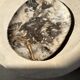 Very large pocket or dish in petrified wood