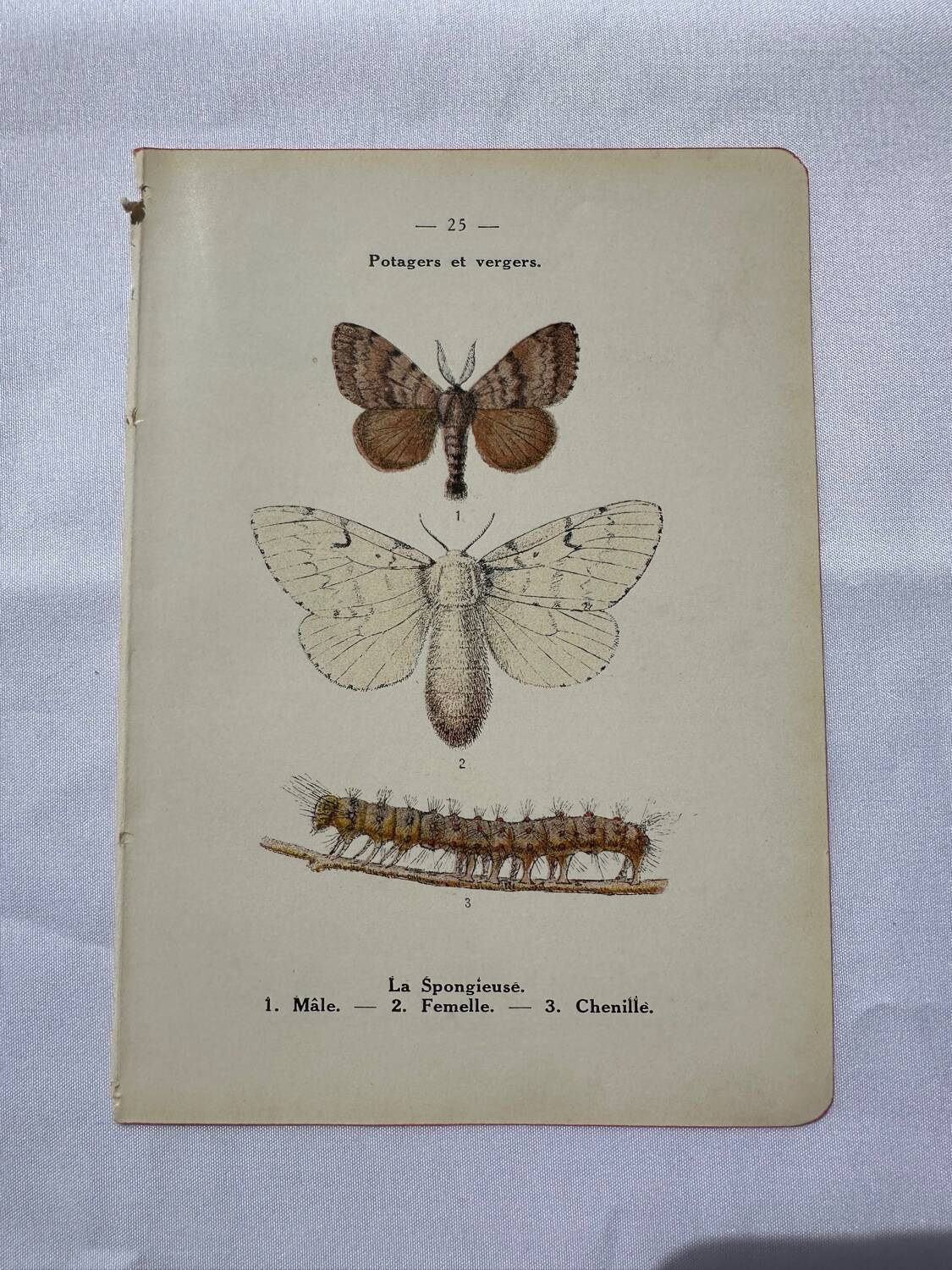Botanical plate Naturalist engraving old butterfly double-sided