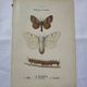 Botanical plate Naturalist engraving old butterfly double-sided