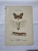Botanical plate Naturalist engraving old butterfly double-sided