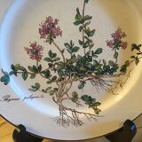 Botanica Villeroy Plates - Boch