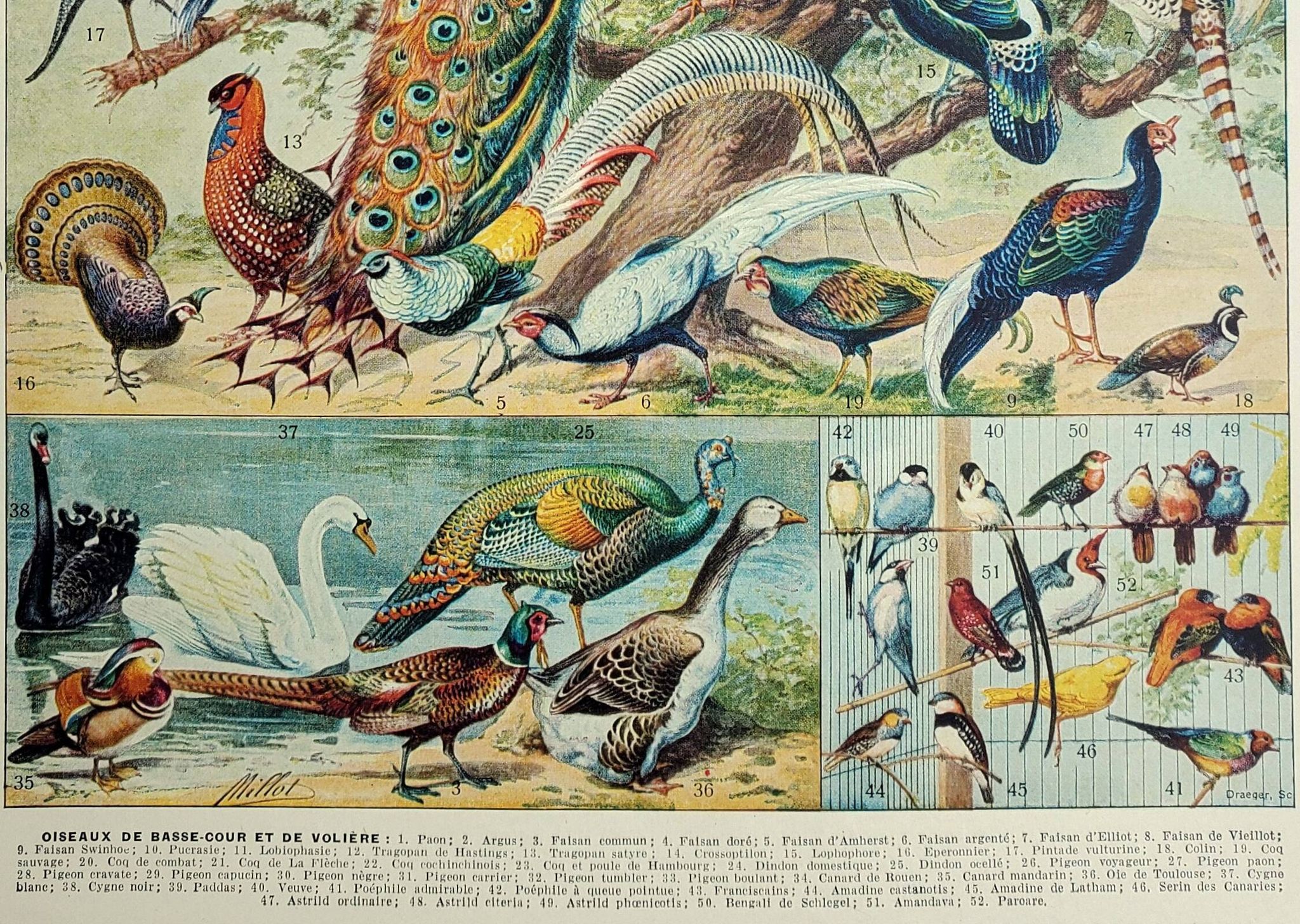 Antique engraving 1928, Birds 3, ornithology, birds • Lithograph, original illustration