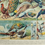 Antique engraving 1928, Birds 3, ornithology, birds • Lithograph, original illustration
