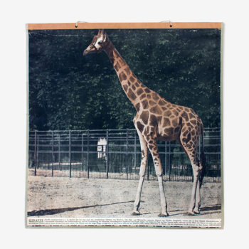 Displays educational giraffe