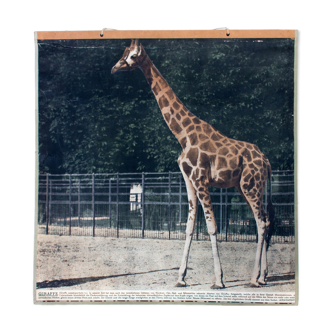 Affiche pédagogique girafe