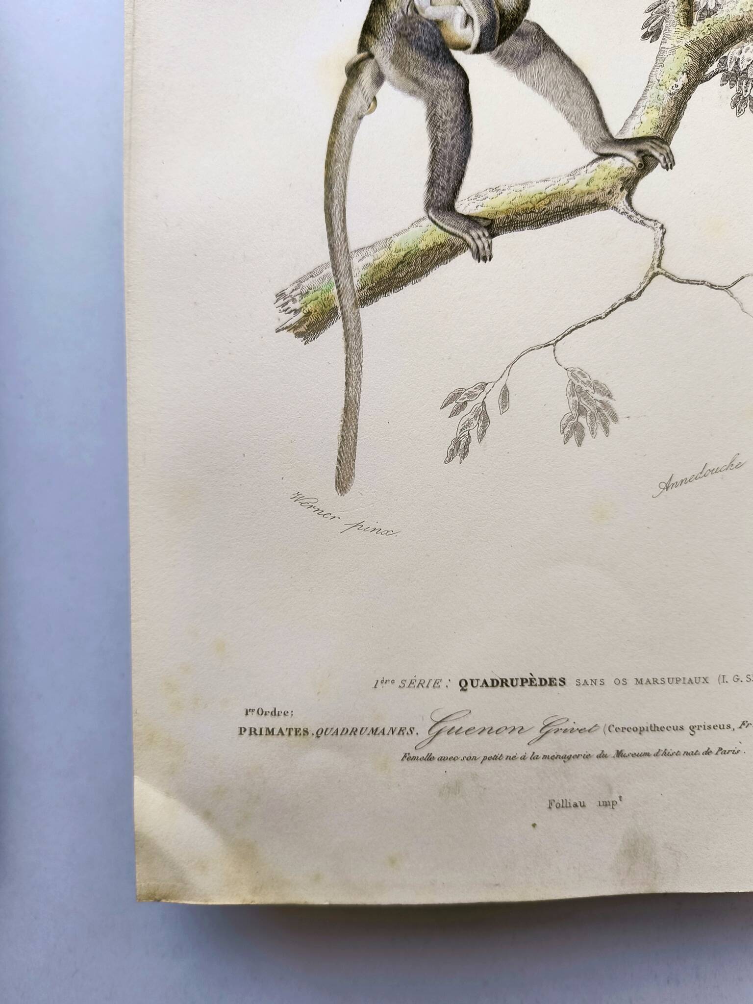 Antique engraving from 1849. Monkey by J. Werner. Zoology of Orbigny. Savannah