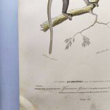 Antique engraving from 1849. Monkey by J. Werner. Zoology of Orbigny. Savannah