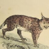 Original zoological plate of 1839 " leopard, lynx,.... "