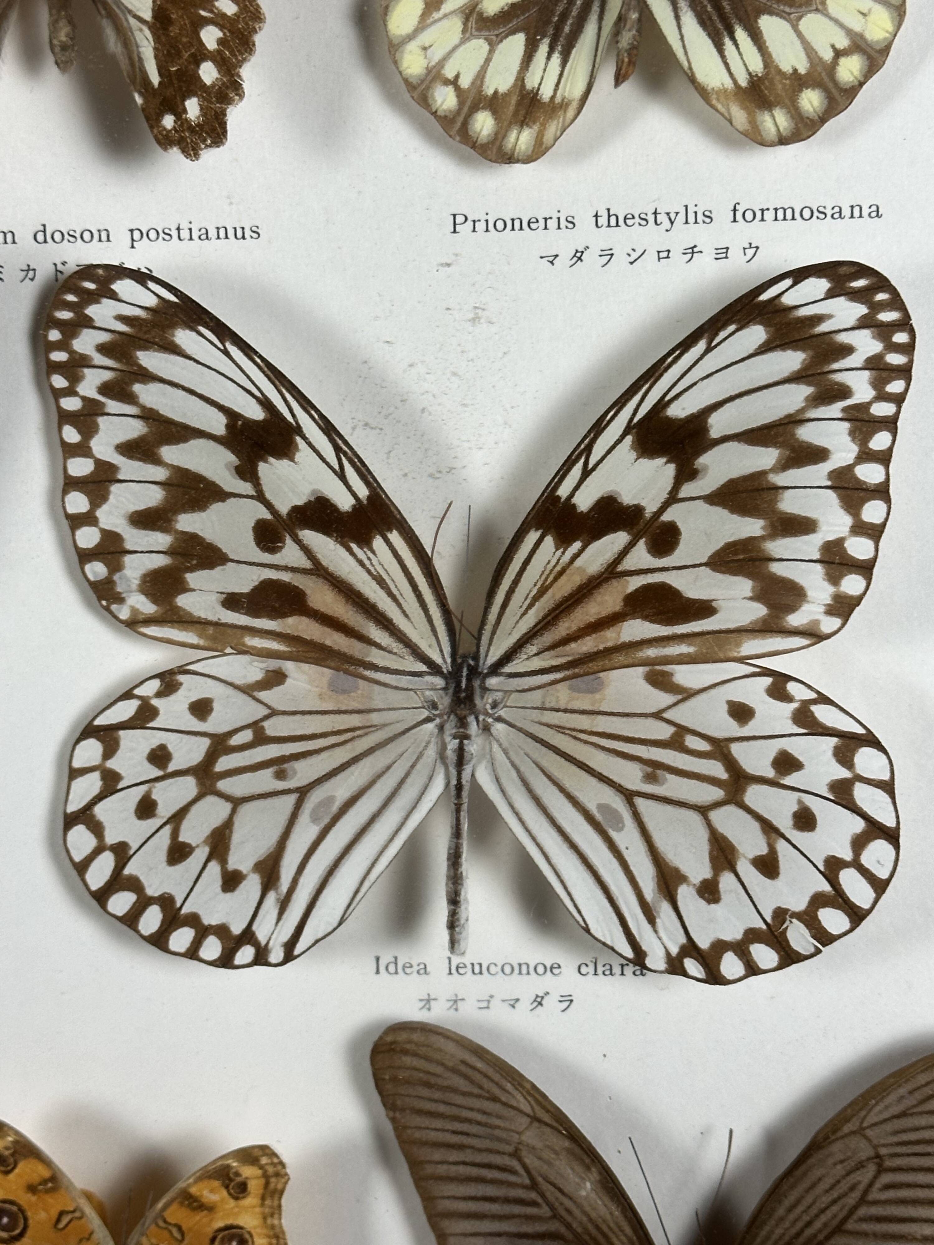 Old entomological frame butterflies 13 species