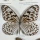 Old entomological frame butterflies 13 species