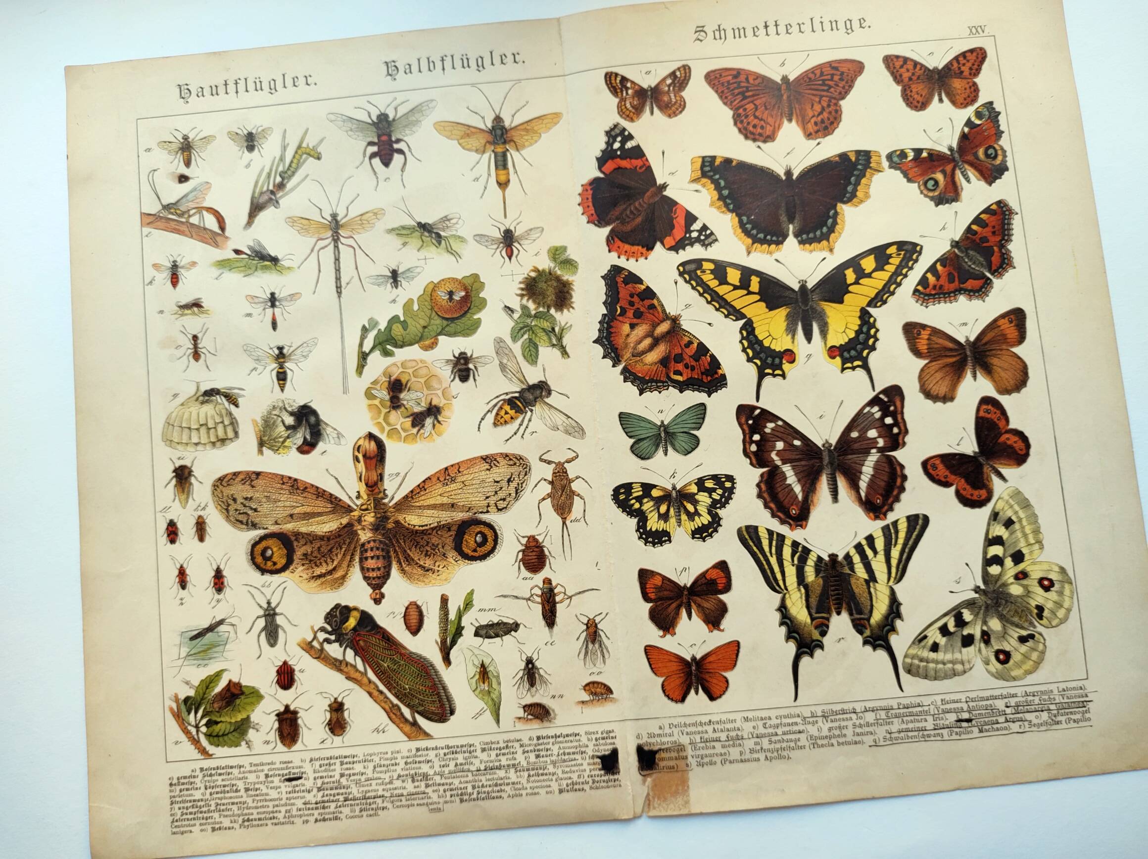 1898 Engraving - Butterflies and Flying Insects - Large Vintage Lithograph - 42 x 33 cm - Plate