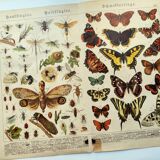 1898 Engraving - Butterflies and Flying Insects - Large Vintage Lithograph - 42 x 33 cm - Plate