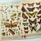 1898 Engraving - Butterflies and Flying Insects - Large Vintage Lithograph - 42 x 33 cm - Plate