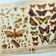 1898 Engraving - Butterflies and Flying Insects - Large Vintage Lithograph - 42 x 33 cm - Plate