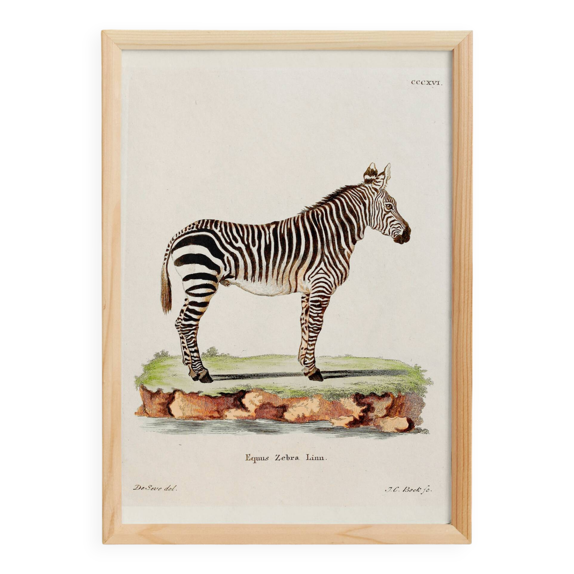 Poster of the Zebra, based on an old engraving from 1774.