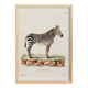 Poster of the Zebra, based on an old engraving from 1774.