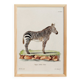 Poster of the Zebra, based on an old engraving from 1774.