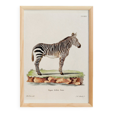 Affiche sur le Zèbre, d’après une gravure ancienne de 1774.