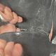 Tidy, ring sizer Daum France 17 x 18 x 7 cm