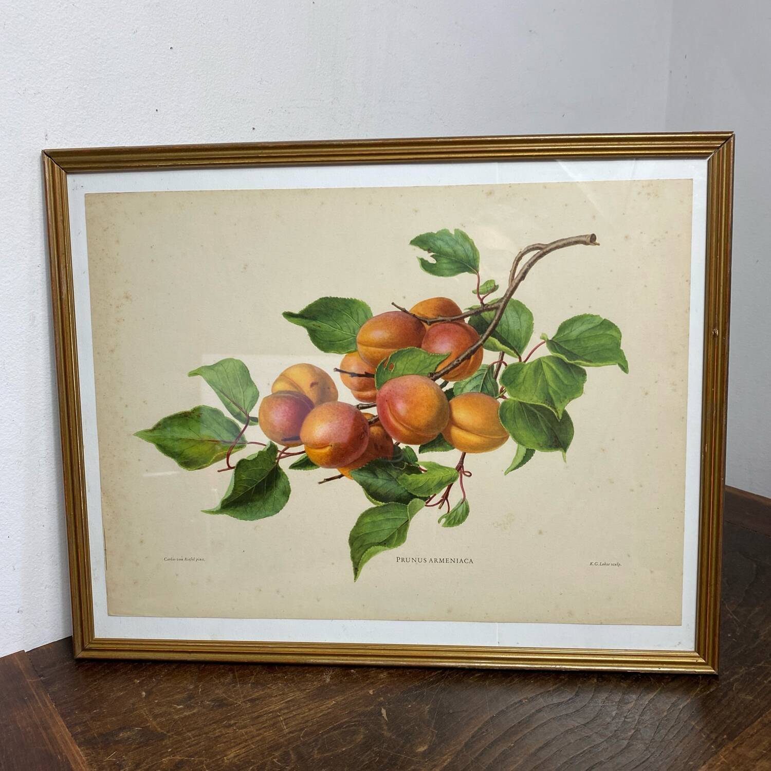 Affiche botanique, Prunus Armeniaca