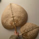 Palm leaf