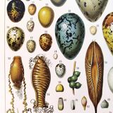 Egg poster, based on a 1928 lithograph