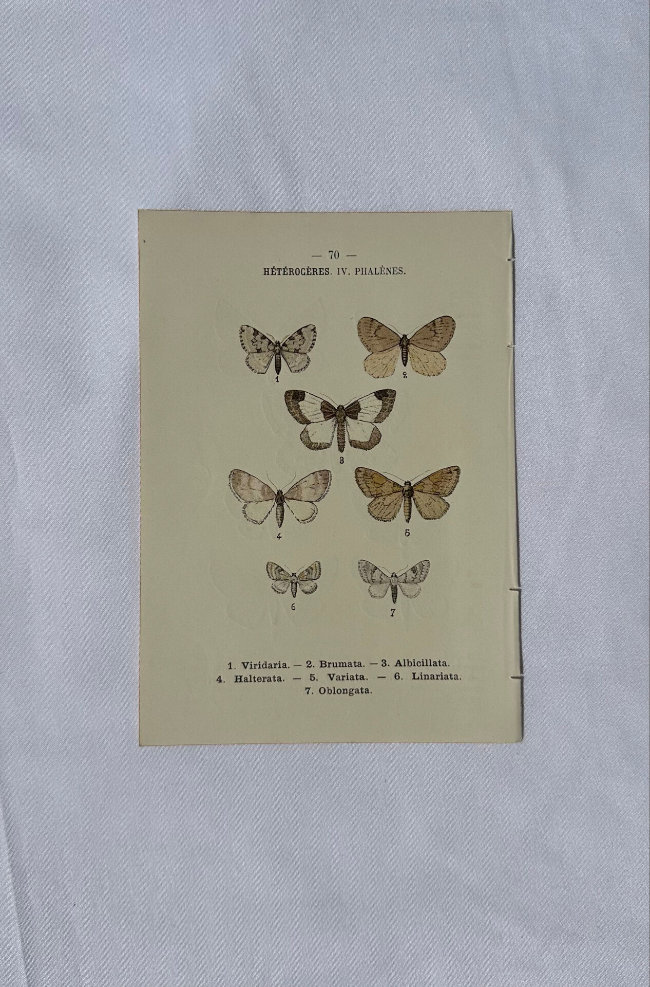 🦋 Botanical Plate Engraving of a Butterfly, 19th Century Naturalist