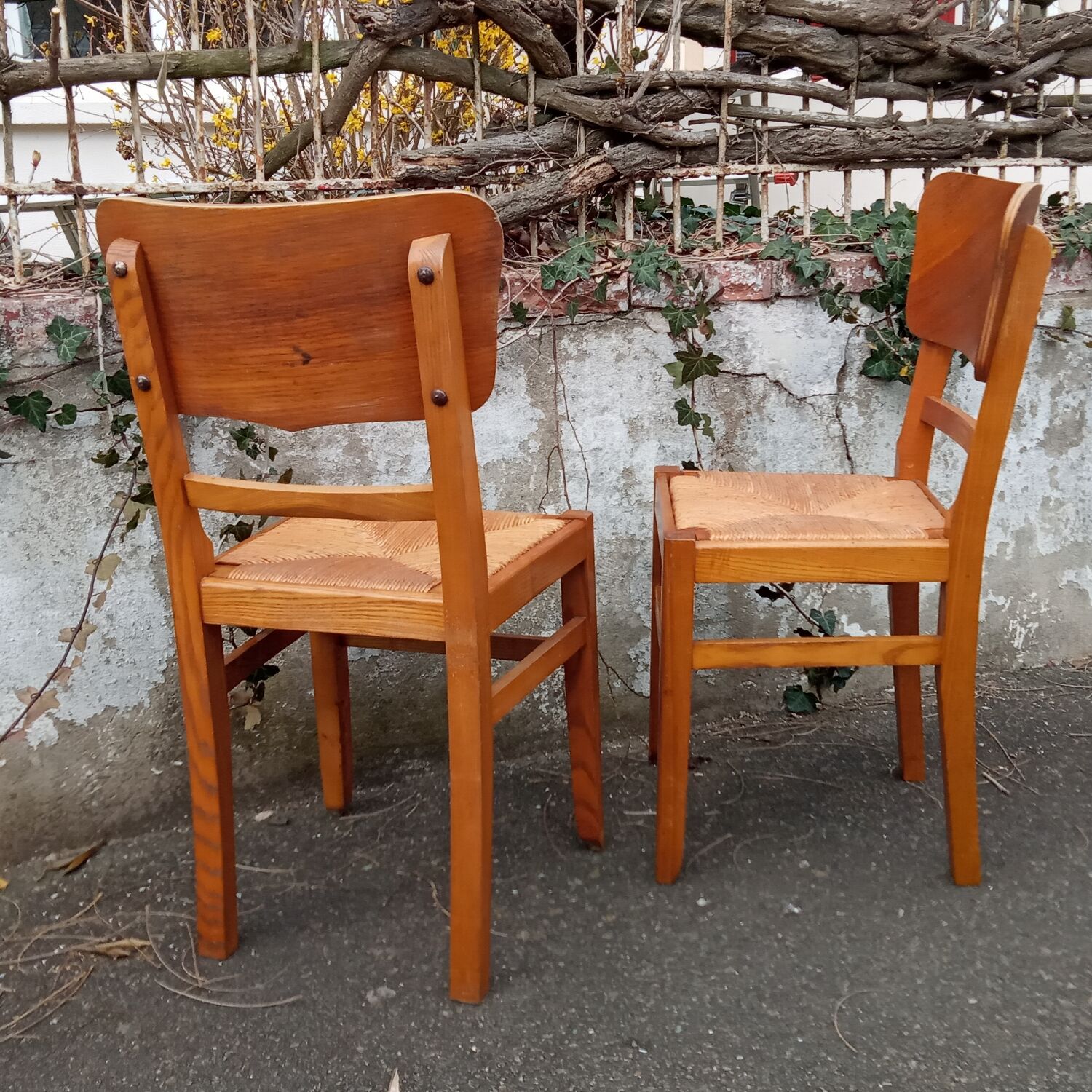 Paire de chaises paillées années 50