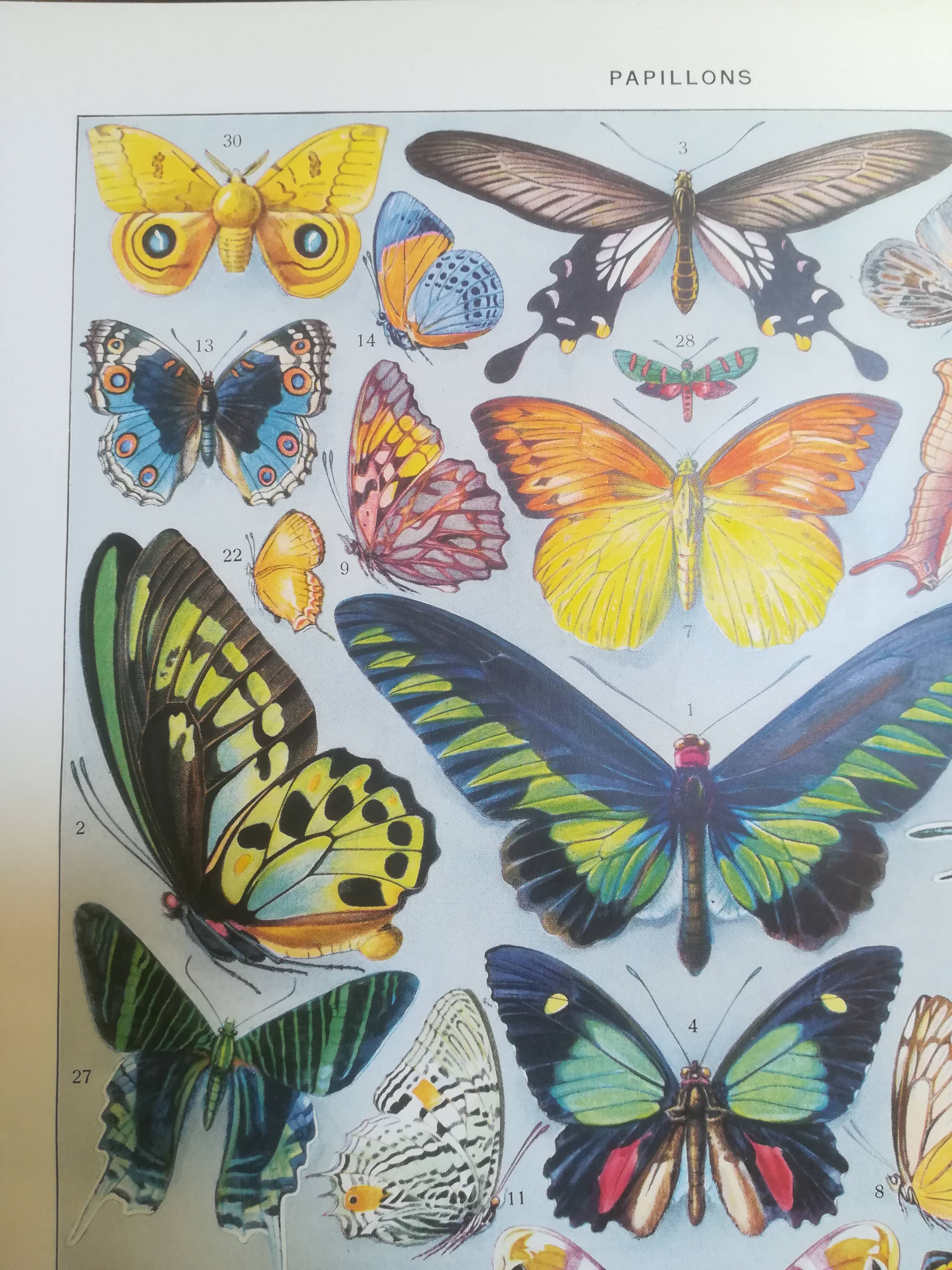 Lithographie sur les papillons de 1928 "exotiques"