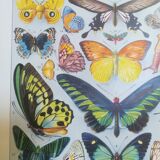 Lithograph on "exotic" butterflies of 1928