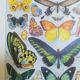 Lithographie sur les papillons de 1928 "exotiques"