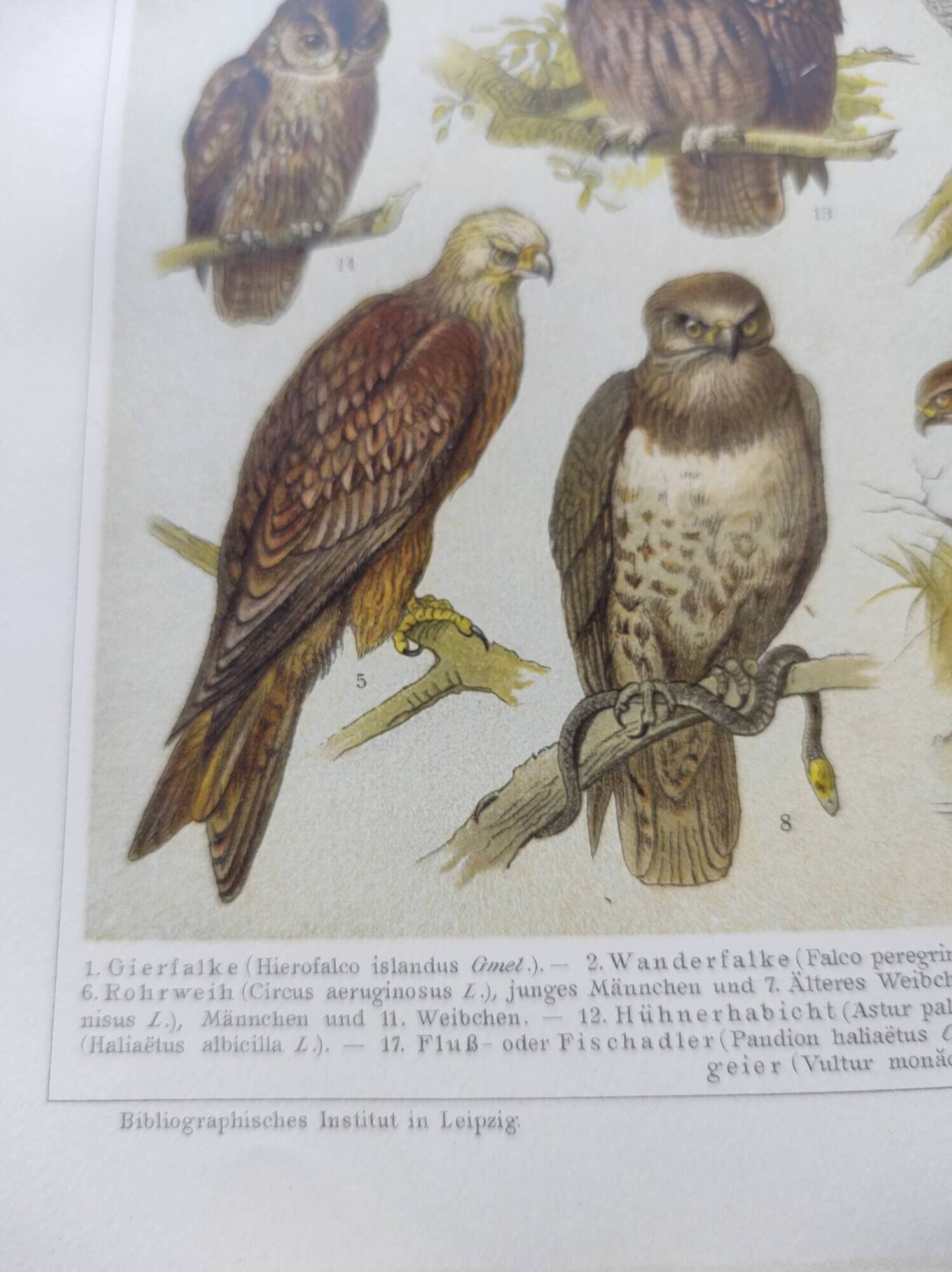 Ornithology plate from 1909 - Birds of prey - Old German zoological engraving