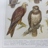 Planche ornithologie de 1909 - Oiseaux de proie - Gravure zoologique allemande ancienne
