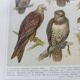 Ornithology plate from 1909 - Birds of prey - Old German zoological engraving