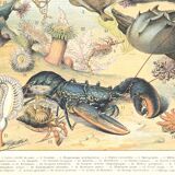 Lithograph plate the ocean its fauna and flora 1900
