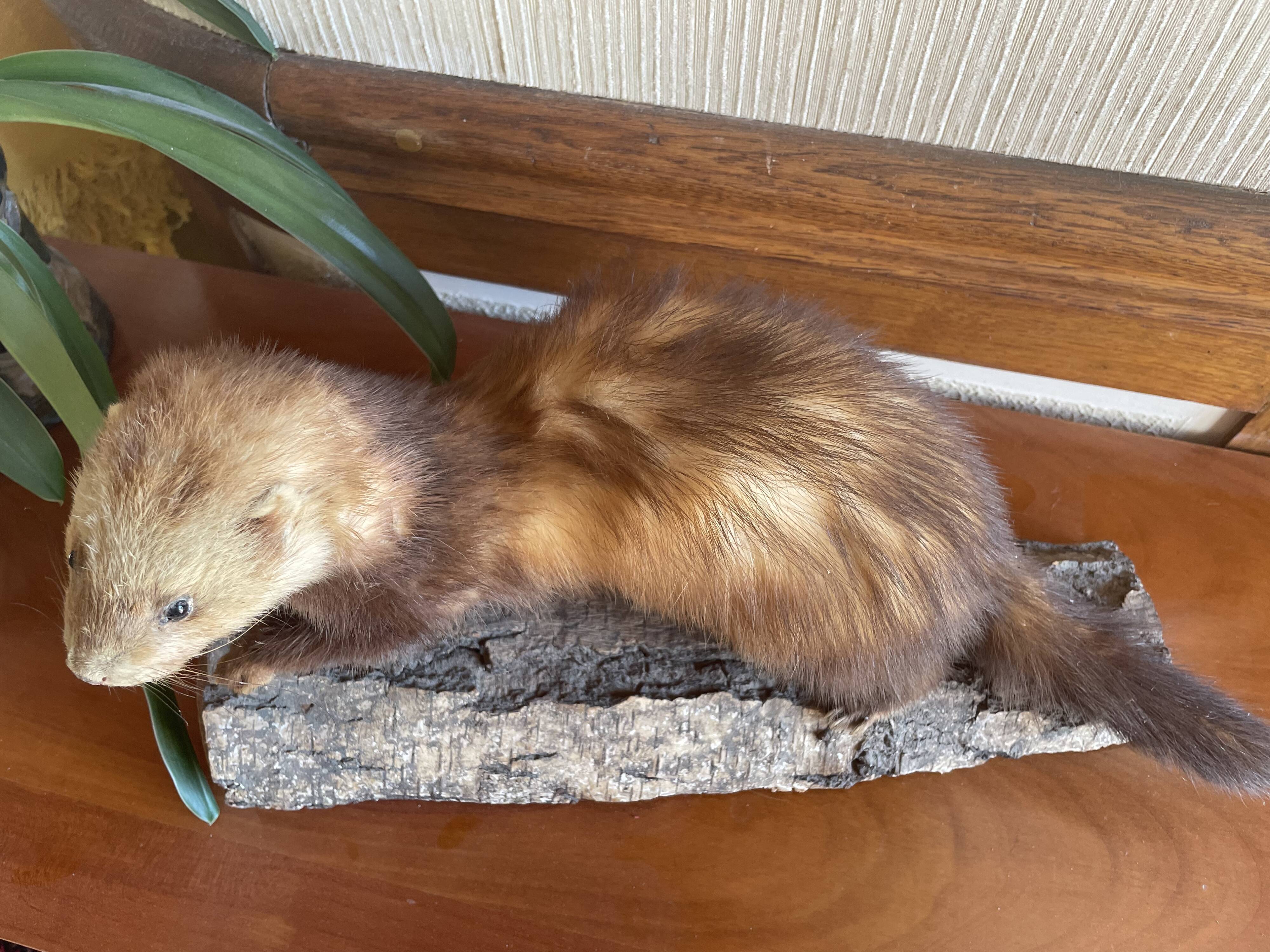 Taxidermy ferret curiosity cabinet