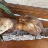 Taxidermy ferret curiosity cabinet