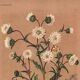 Botanical engraving from 1896 by Descamps-Sabouret • Perezia leaves sow thistle • Old lithograph