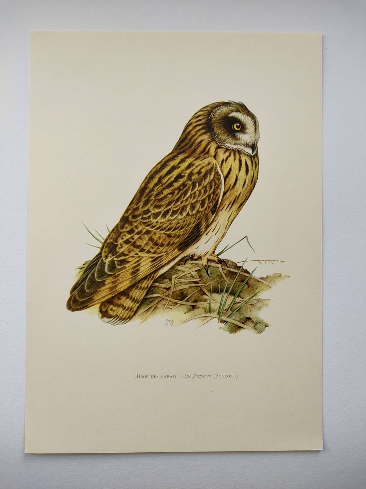 Bird board 1960s - Short-eared Owl - Vintage zoological and ornithological illustration