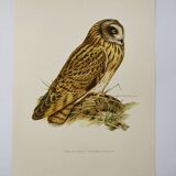 Planche oiseaux Années 1960 - Hibou des Marais - Illustration zoologique et ornithologique vintage