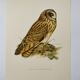 Bird board 1960s - Short-eared Owl - Vintage zoological and ornithological illustration