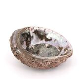 Empty abalone shell pocket, 70s