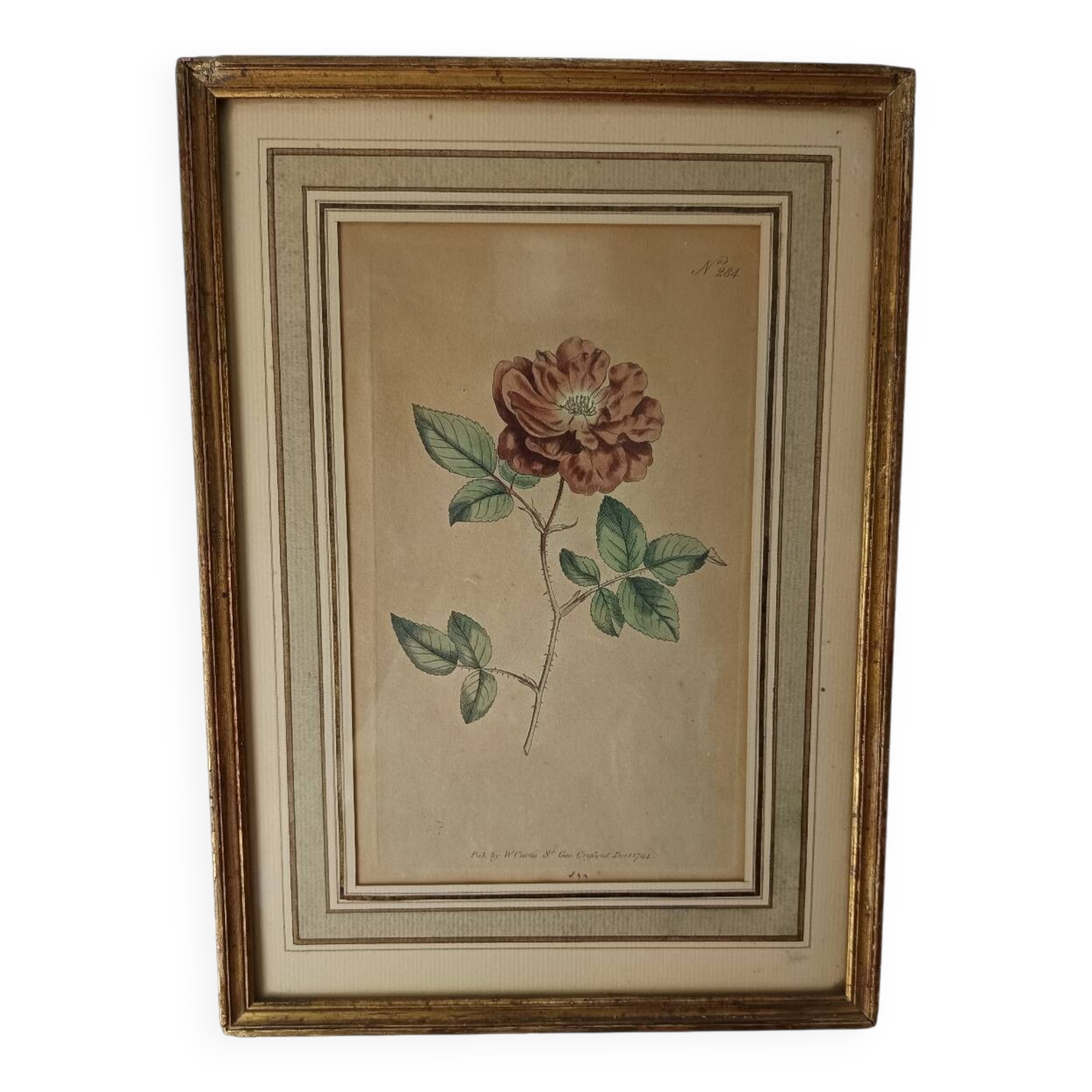 Botanical illustration